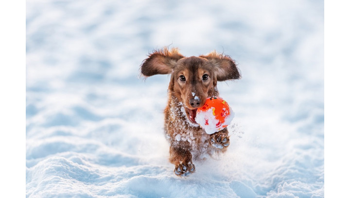 Jak wzmocnić odporność zwierząt zimą?